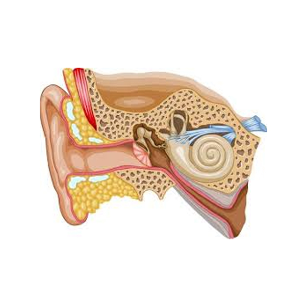 بهترین-دکتر-فوق-تخصص-بیماری-منییر-در-تهران