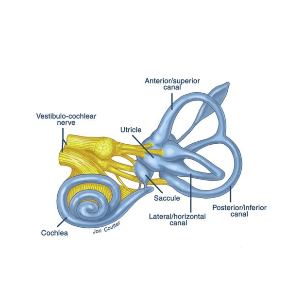 توانبخشی وستیبولار چیست و چگونه عمل می‌کند؟