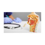 صدای باد در گوش راست نشانه چیست ؟